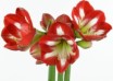 hippeastrum Stargazer ® (1)